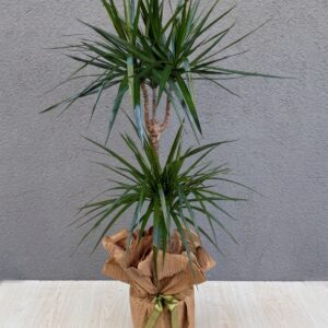 2li Marginata