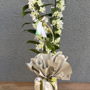 Beyaz Dendrobium Orkide