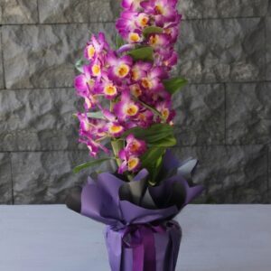 Mor Dendrobium Orkide
