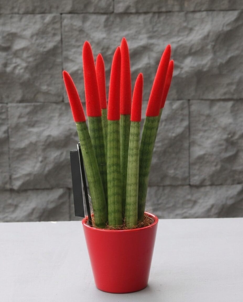 Sansevieria Serisi Kırmızı
