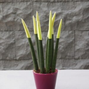 Sansevieria Serisi Sarı