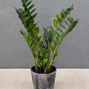 Zamia Bitkisi